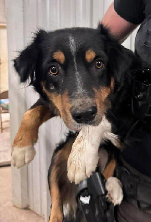 Enlarge Hilary Duff- ADOPTION IN PROCESS, a Adoptable Australian Shepherd in Grafton, WI image 2/3