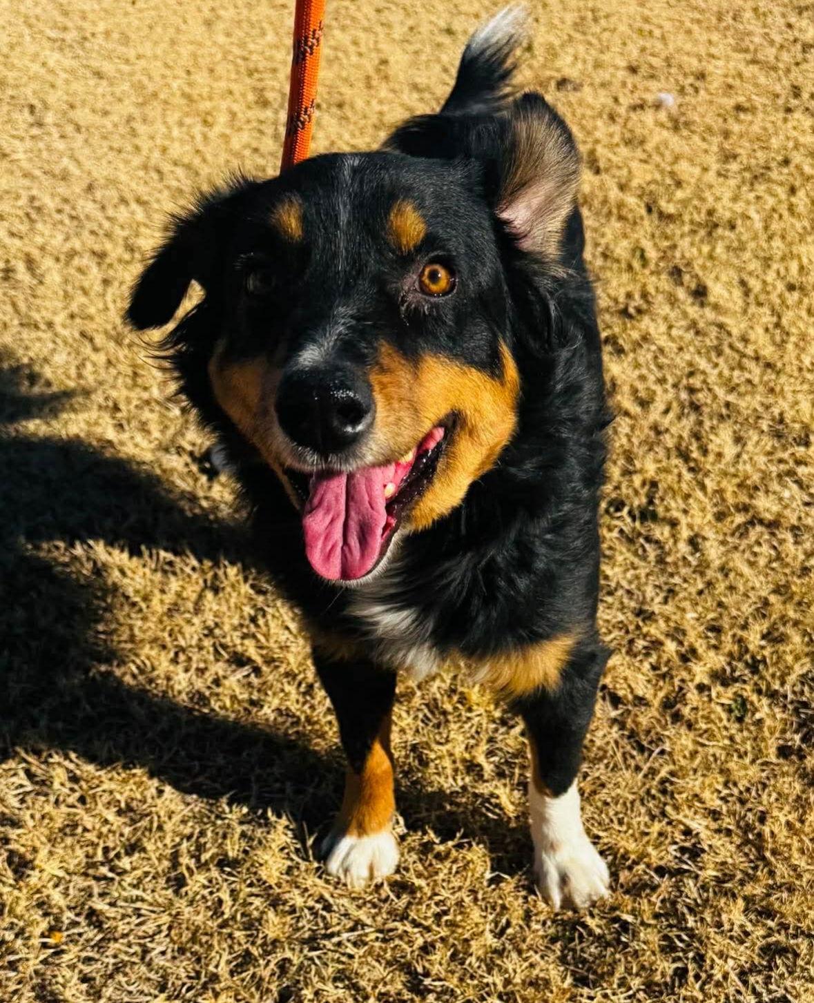 Enlarge Hilary Duff- ADOPTION IN PROCESS, a Adoptable Australian Shepherd in Grafton, WI image 3/3