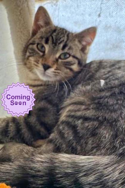 Monet, Adoptable, Young Male Domestic Short Hair & Domestic Short Hair.
