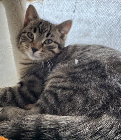 Enlarge Monet, a Adoptable mixed breed in Erin, ON image 2/2