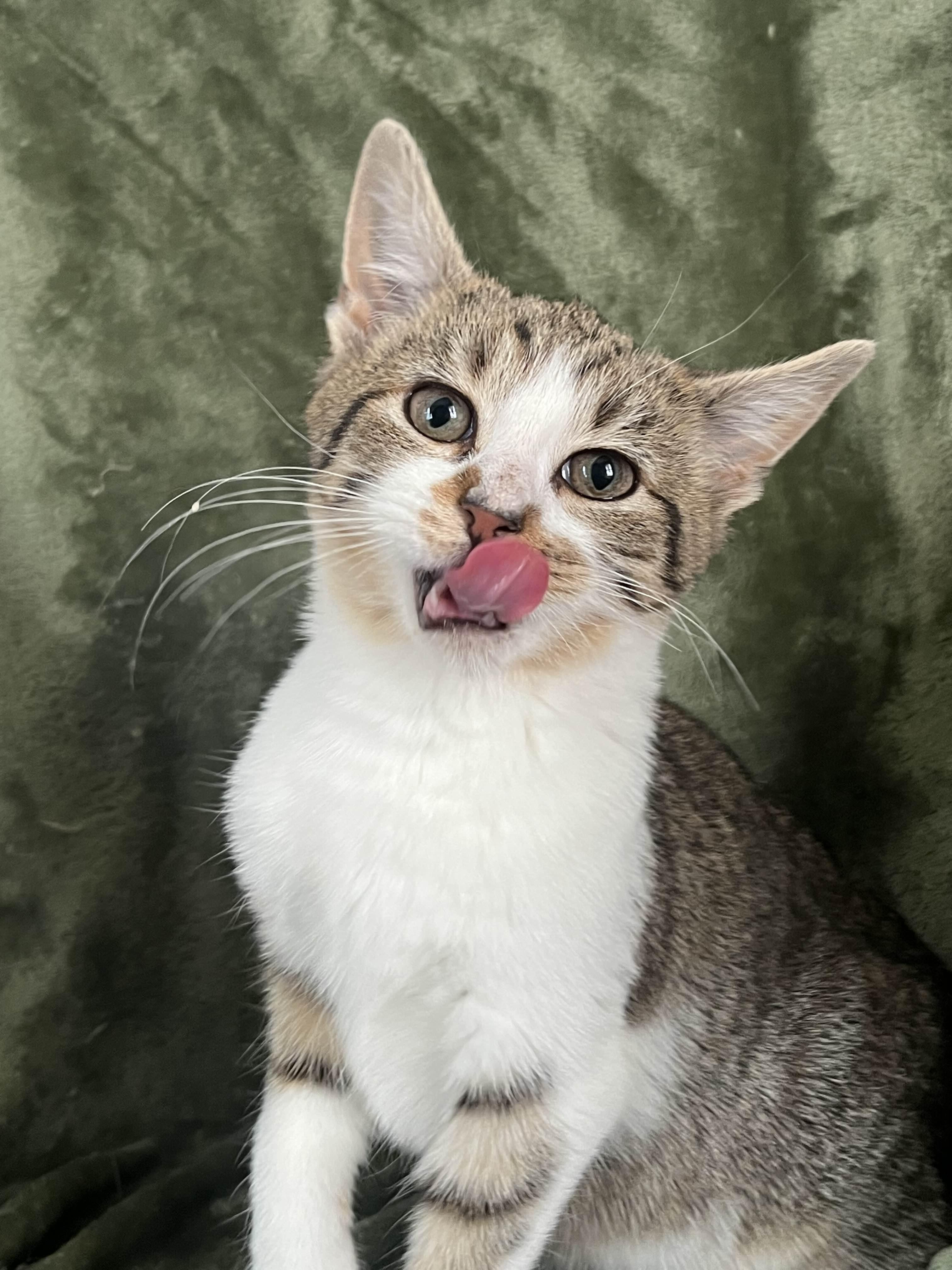 Enlarge Carney, a ADOPTABLE Domestic Short Hair in Richmond, KY image 4/4