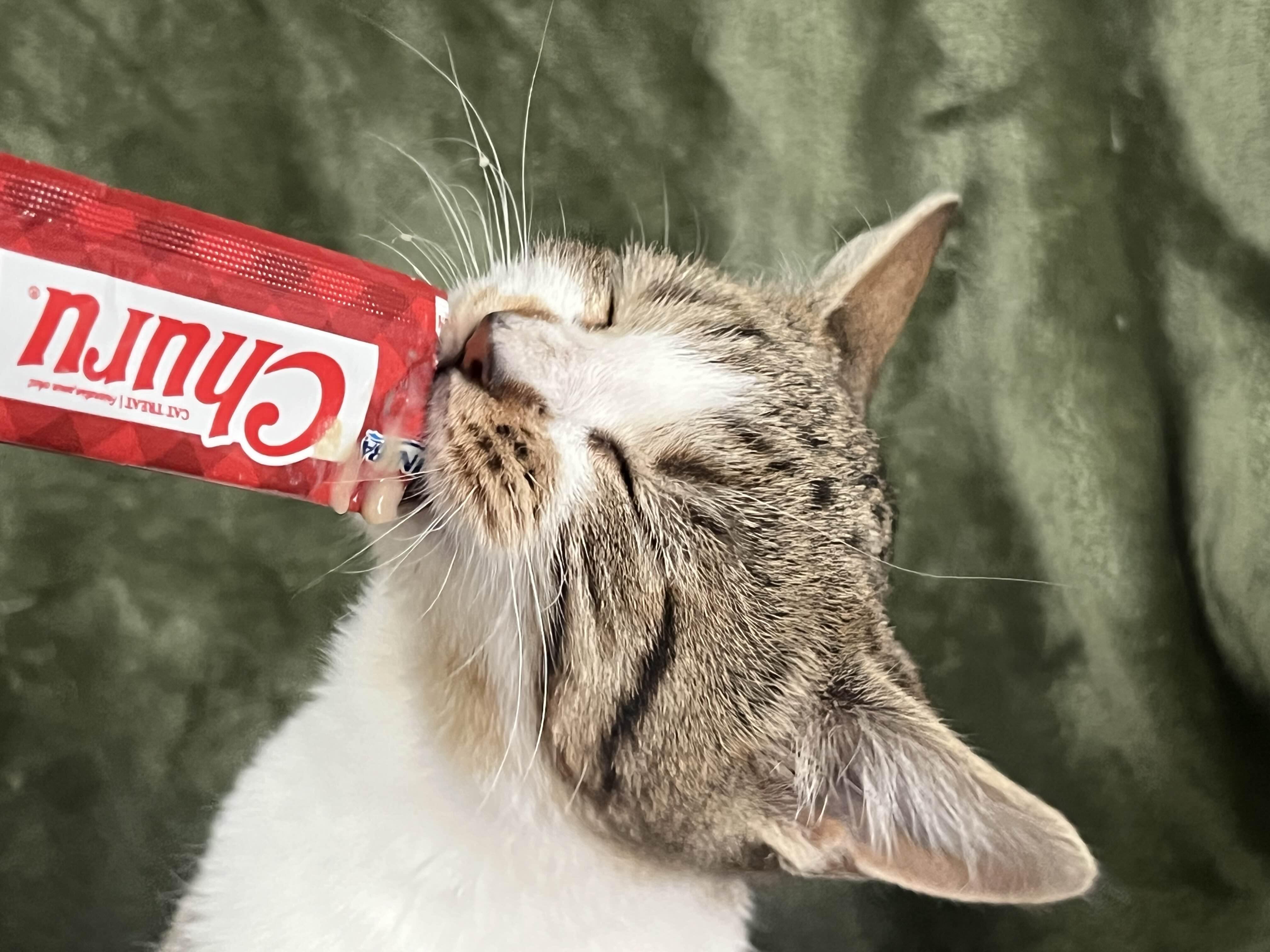 Enlarge Carney, a ADOPTABLE Domestic Short Hair in Richmond, KY image 2/4