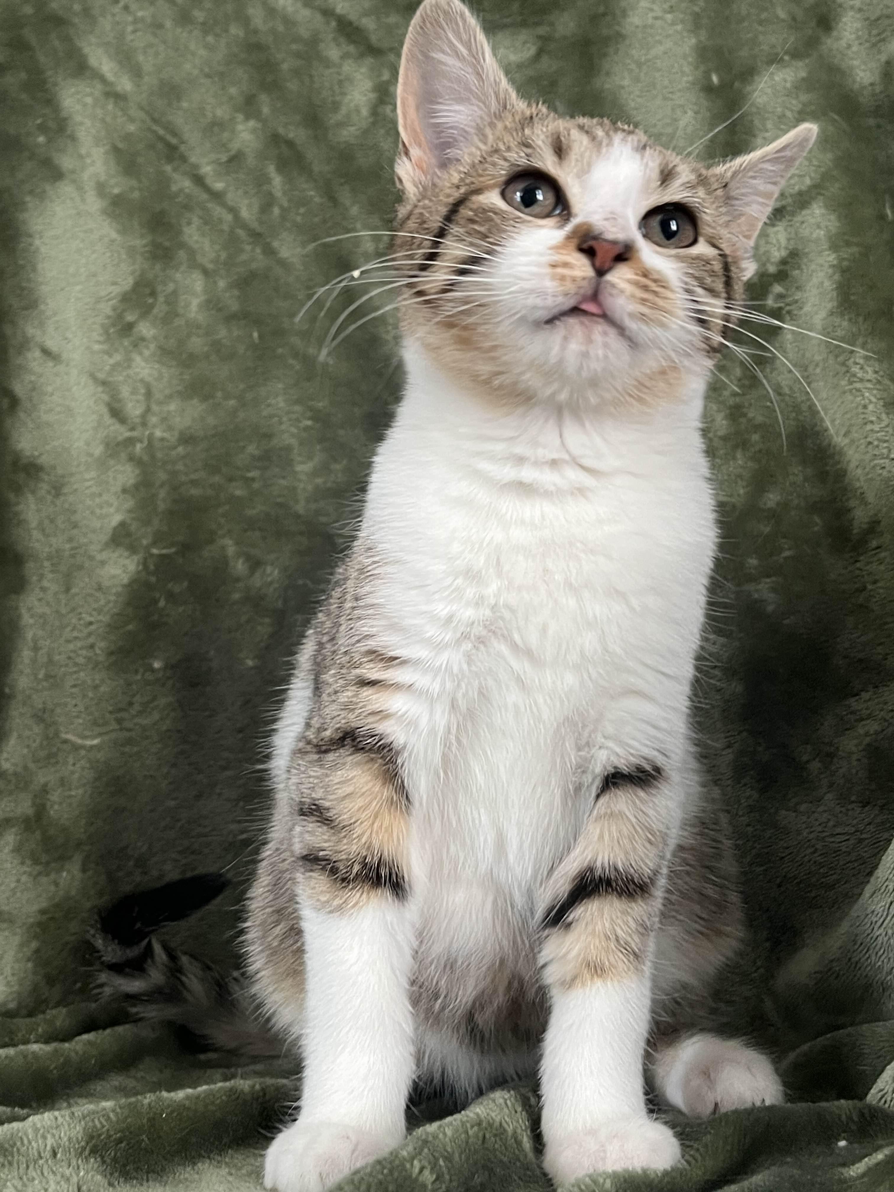 Enlarge Carney, a ADOPTABLE Domestic Short Hair in Richmond, KY image 3/4