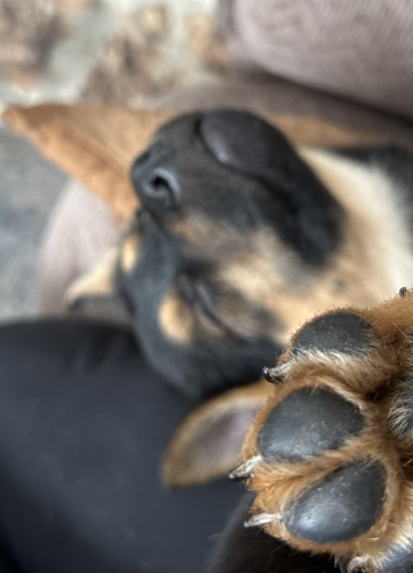 Enlarge Thelma, a ADOPTABLE Mixed Breed in Kenosha, WI image 3/4