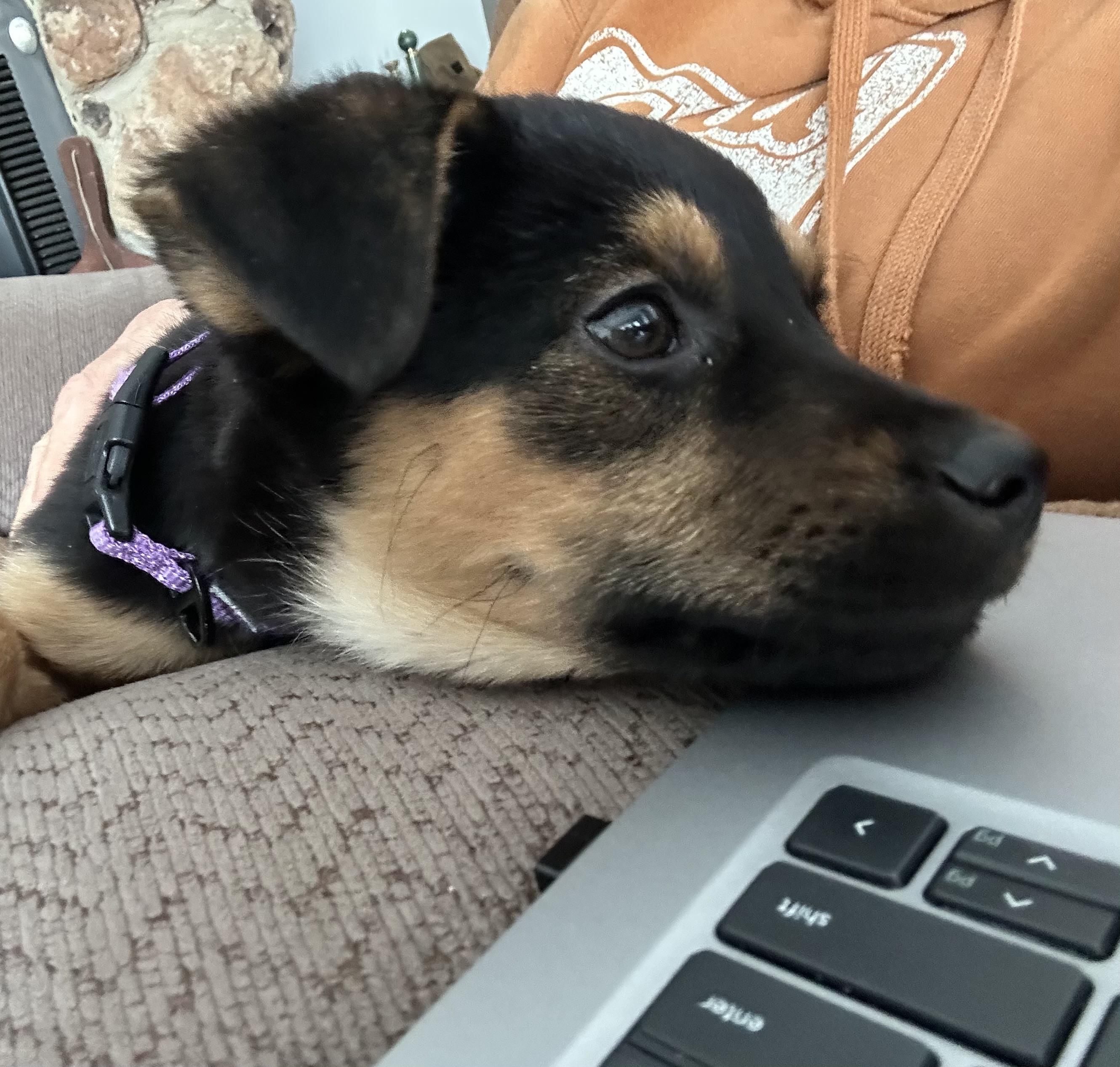 Enlarge Thelma, a ADOPTABLE Mixed Breed in Kenosha, WI image 4/4