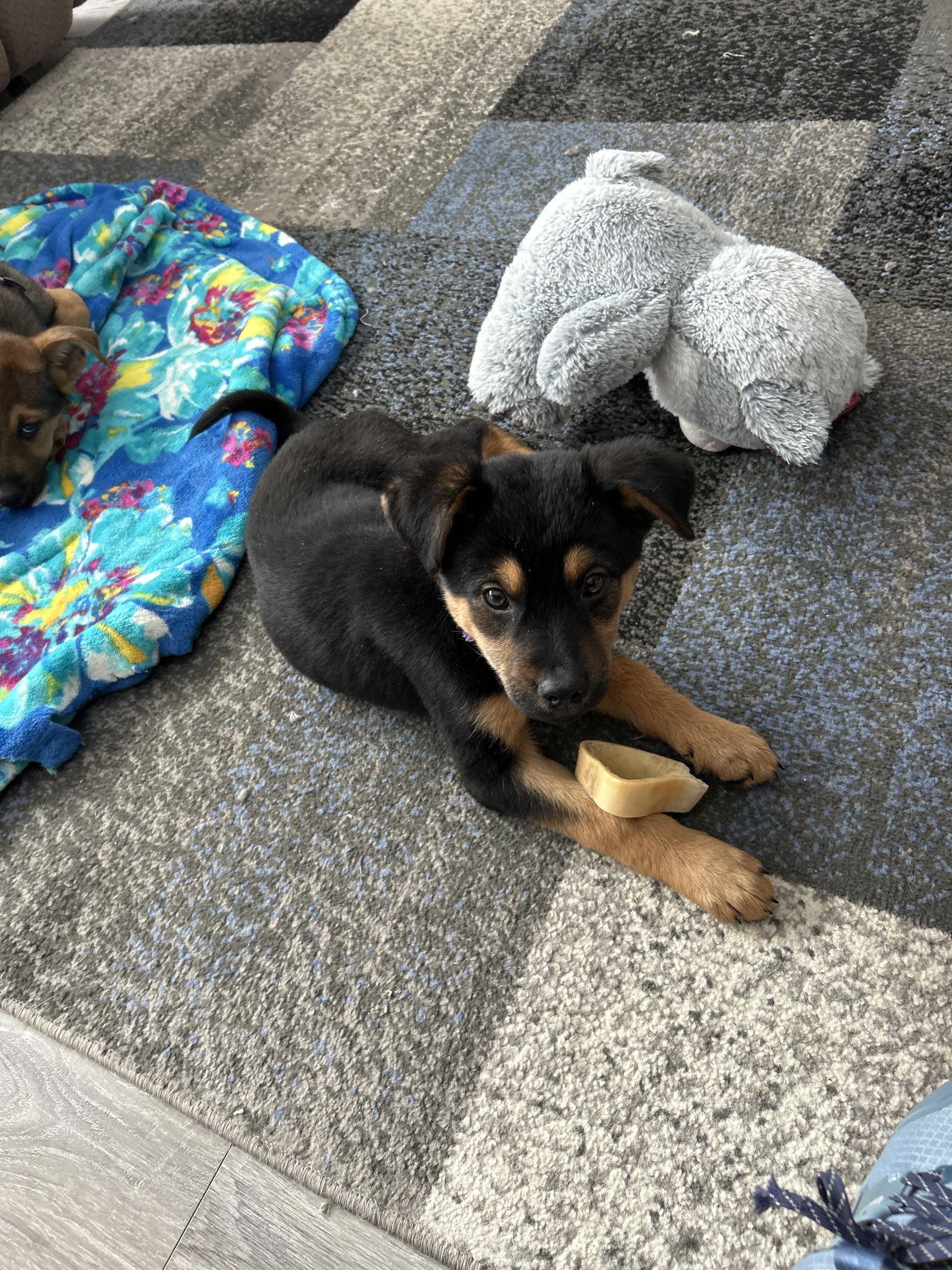 Enlarge Thelma, a ADOPTABLE Mixed Breed in Kenosha, WI image 1/4