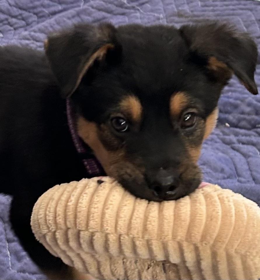 Enlarge Thelma, a ADOPTABLE Mixed Breed in Kenosha, WI image 2/4