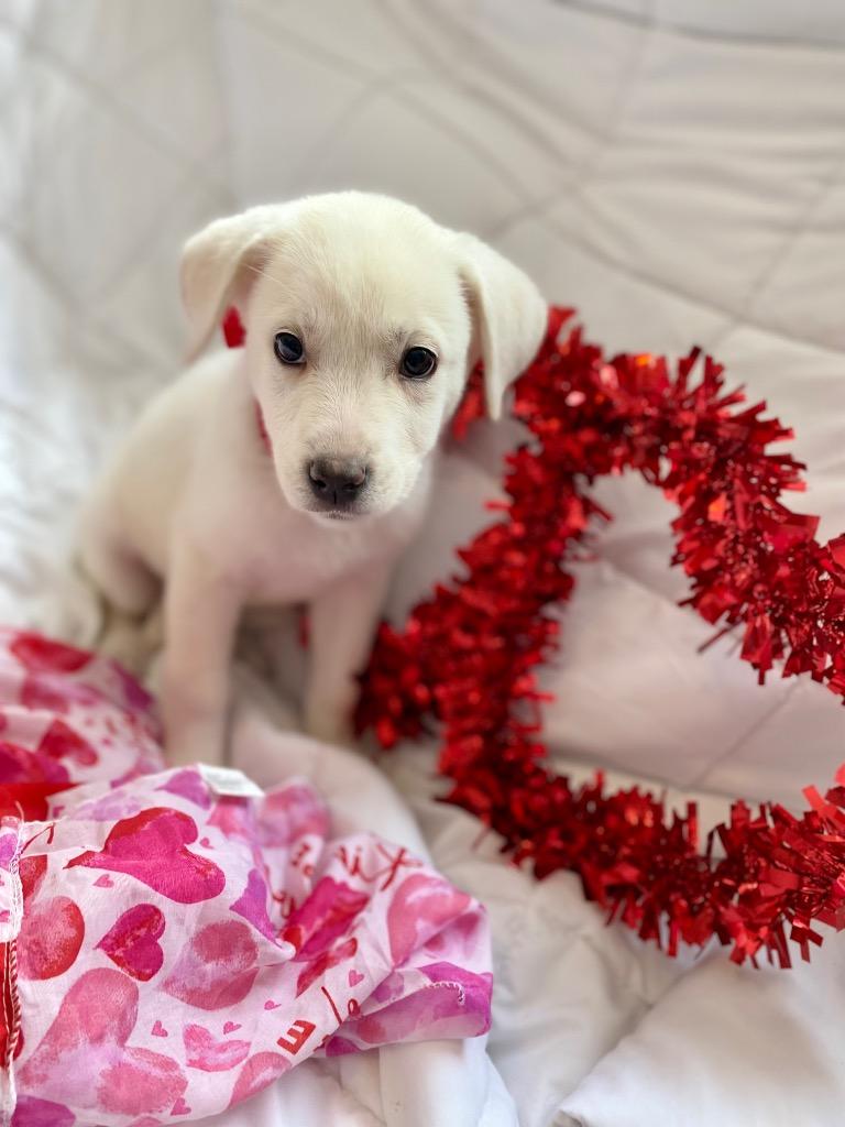 Glacier, Adopted, Adult Female Great Pyrenees & Labrador Retriever.
