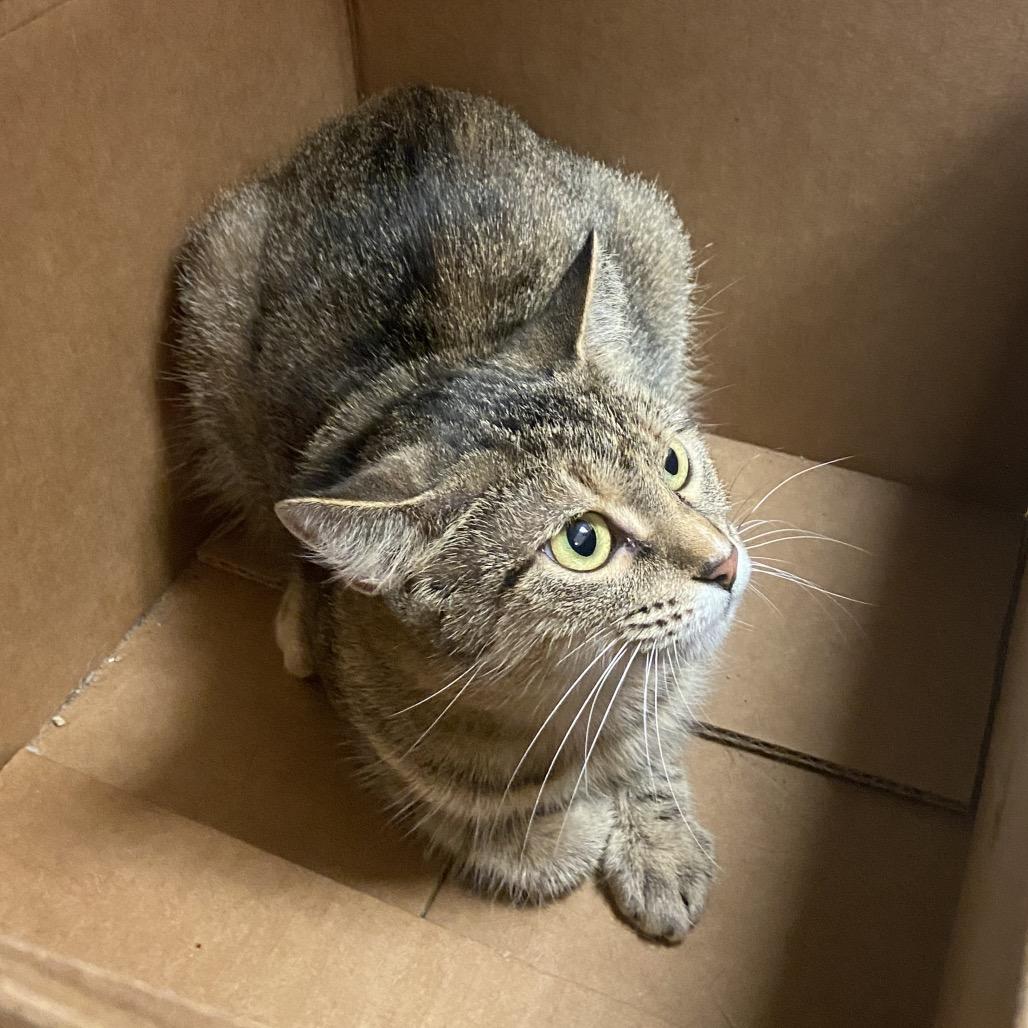 Millie, Adoptable, Adult Female Domestic Short Hair.
