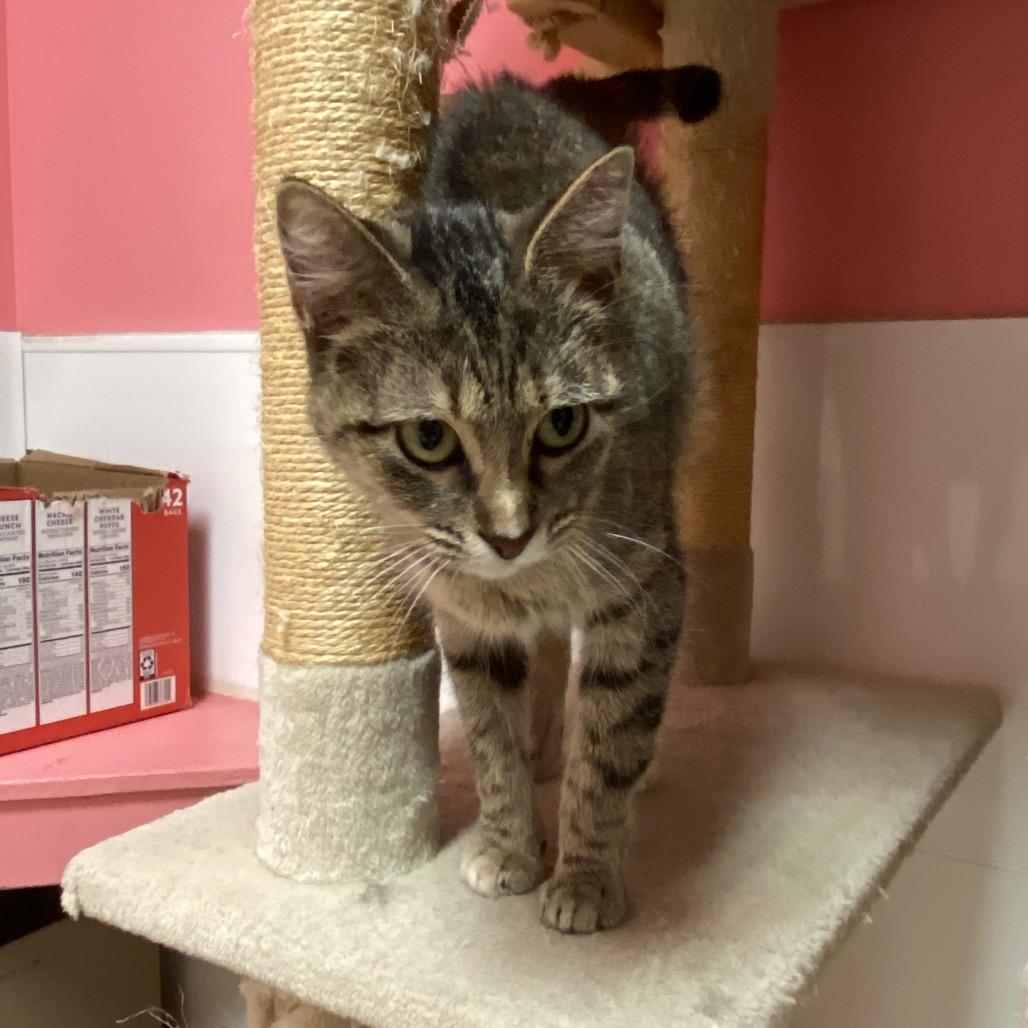 Enlarge Millie, a Adoptable Domestic Short Hair in Monroe, LA image 2/2