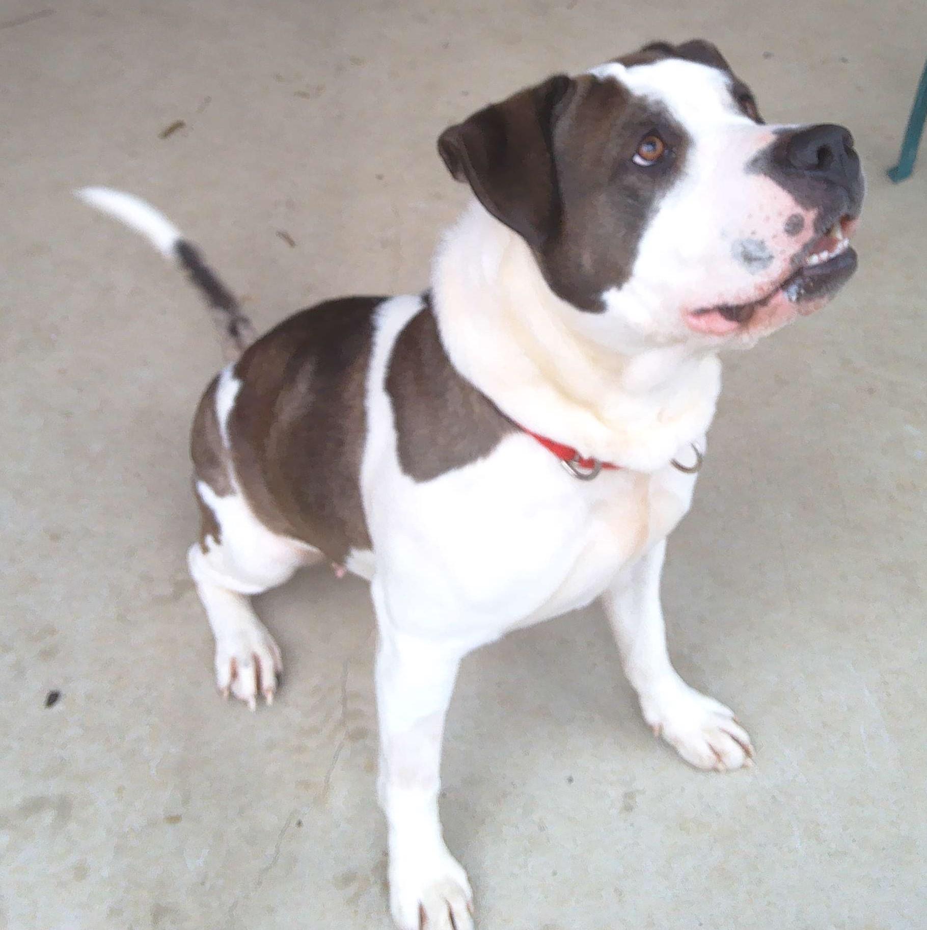 Heidi, Adoptable, Adult Female Pit Bull Terrier.