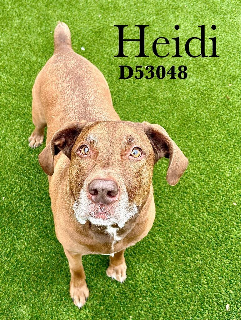 Heidi, Adoptable, Adult Female Labrador Retriever & Mixed Breed.