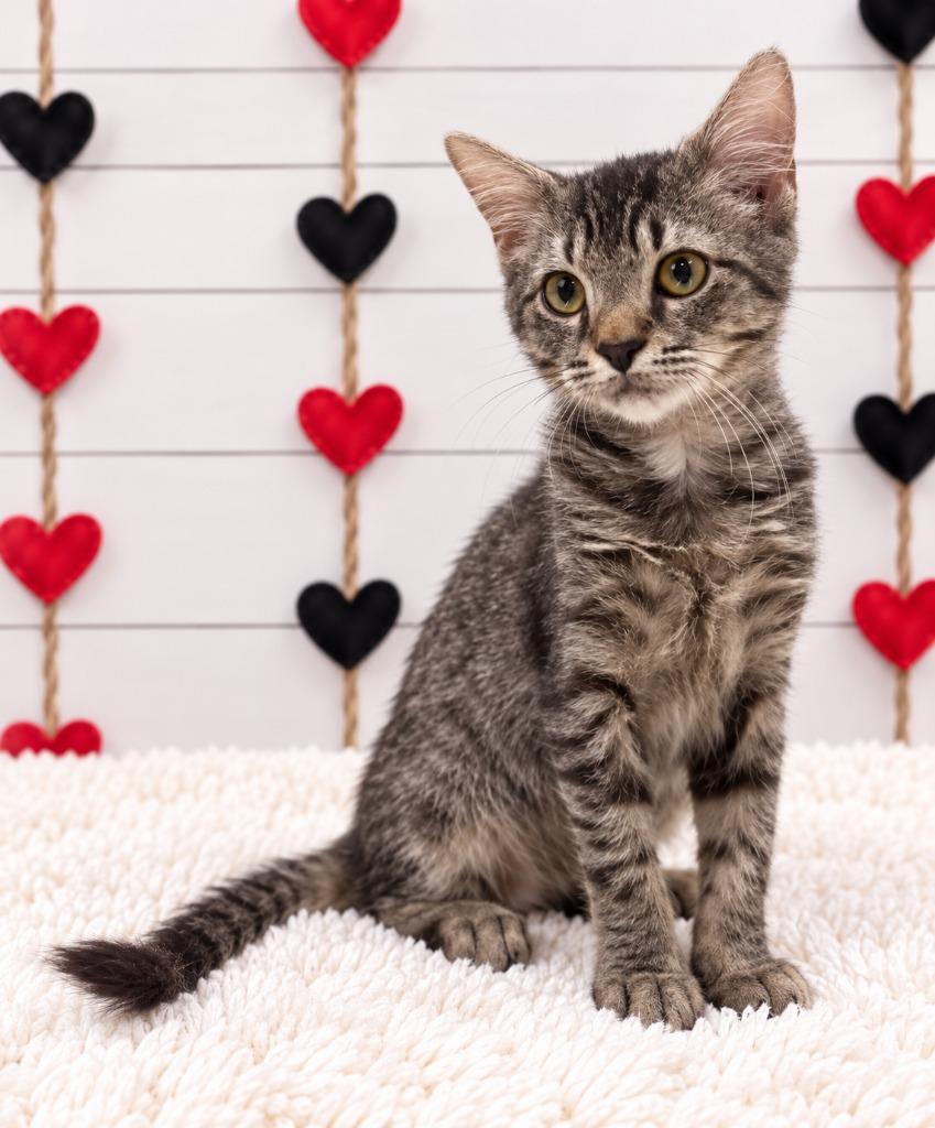 Loki, Adoptable, Kitten Male Domestic Short Hair.