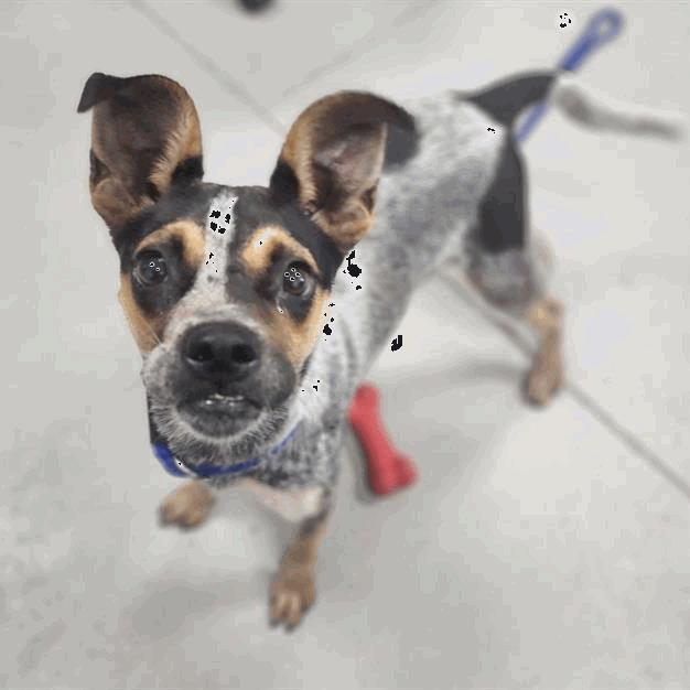Molly, Adoptable, Young Female Australian Cattle Dog / Blue Heeler & Mixed Breed.