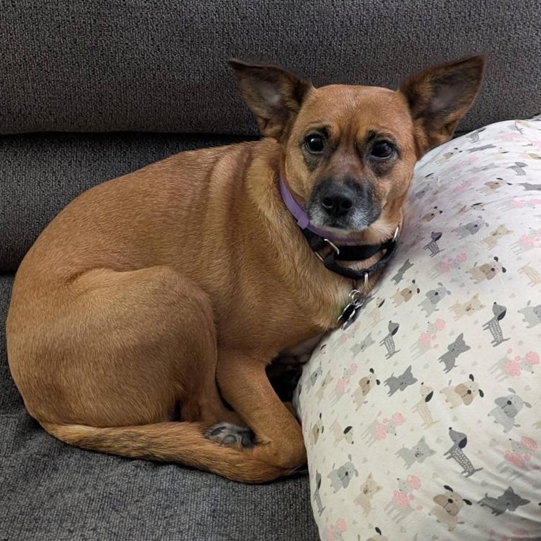 Carolina Gold, Adoptable, Adult Female Shepherd.