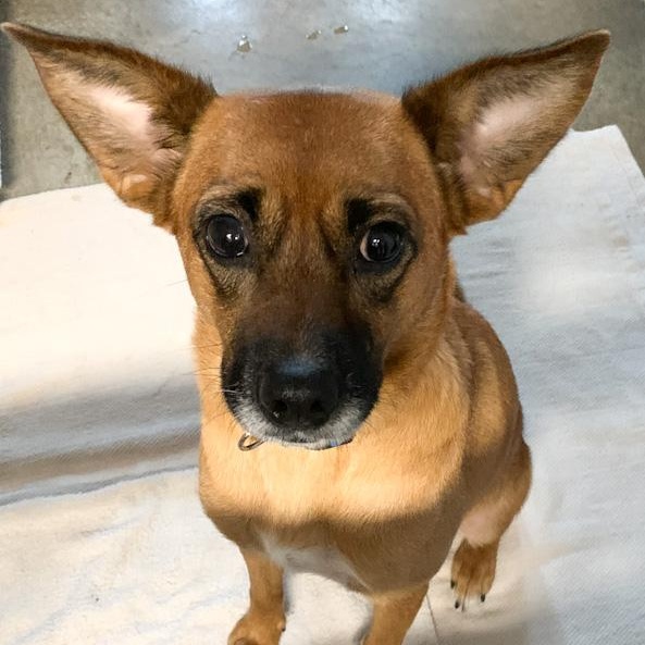 Carolina Gold, Adoptable, Adult Female Shepherd.