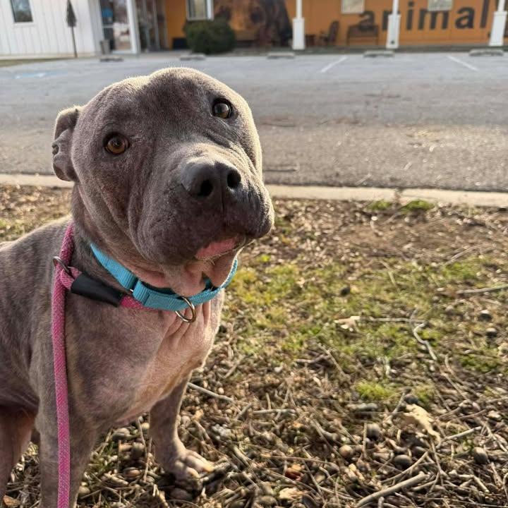 Apollo, a Adoptable mixed breed in Vinita, OK image 2/6