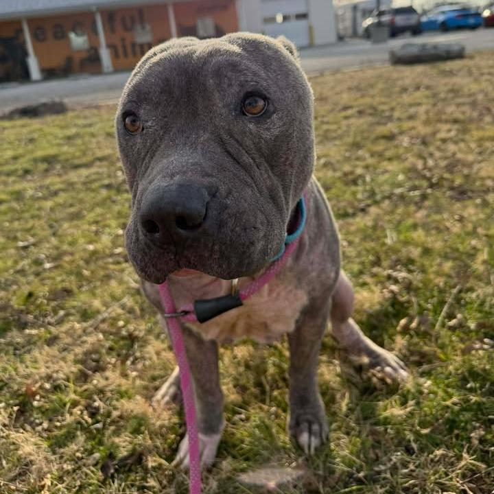 Apollo, a Adoptable mixed breed in Vinita, OK image 3/6