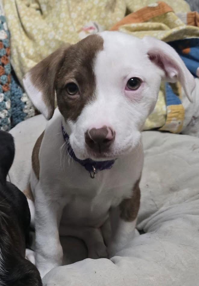 Ivory, Adoptable, Puppy Female Hound & American Staffordshire Terrier.