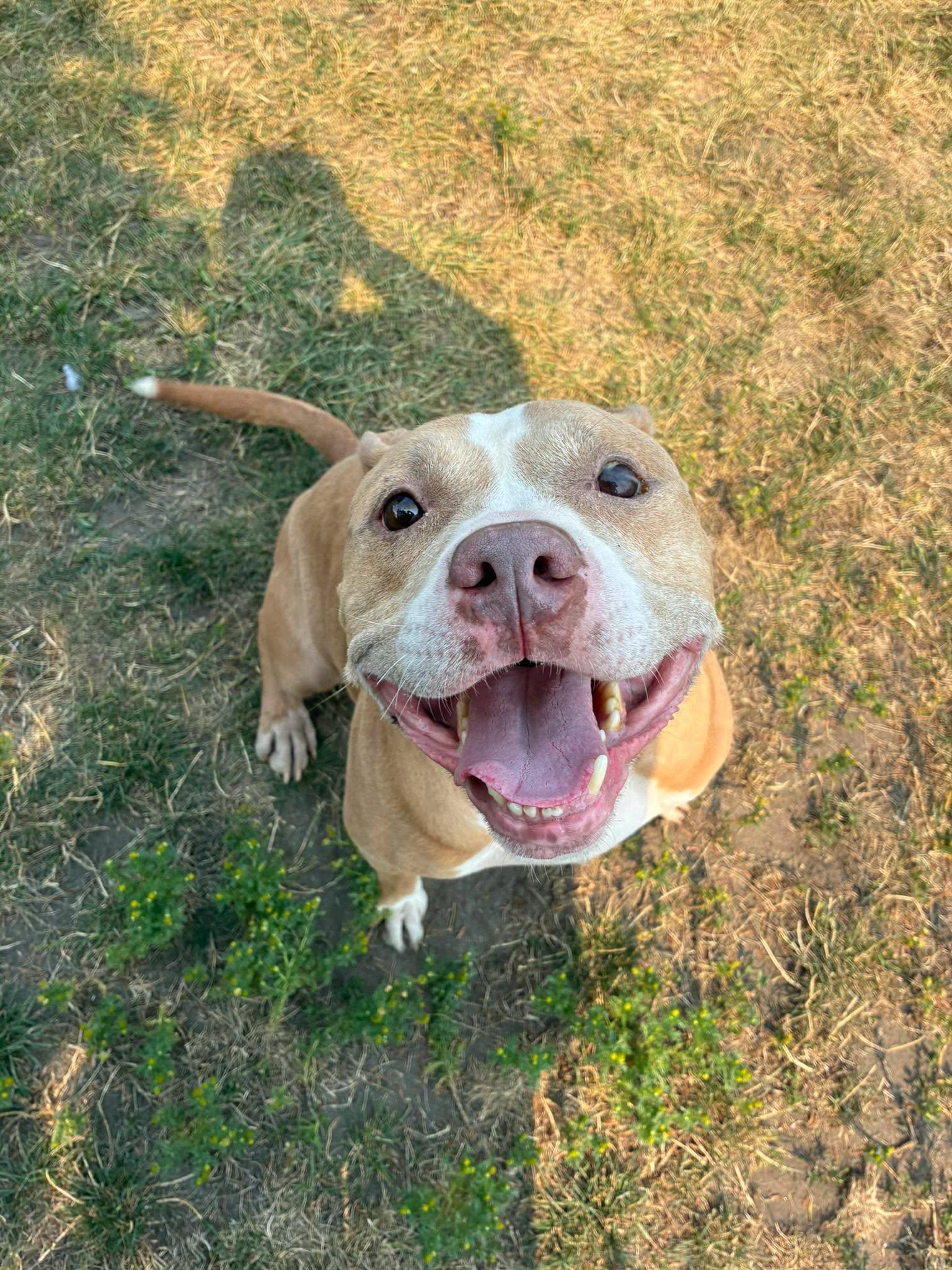 Taco - ADOPTABLE, ADOPTABLE, Adult Male American Staffordshire Terrier.