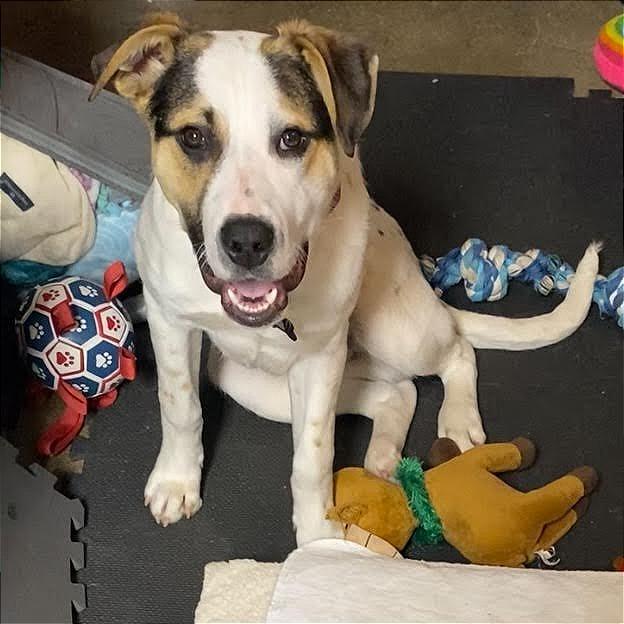 Patriot D68155, Adoptable, Young Male Pit Bull Terrier & Labrador Retriever.