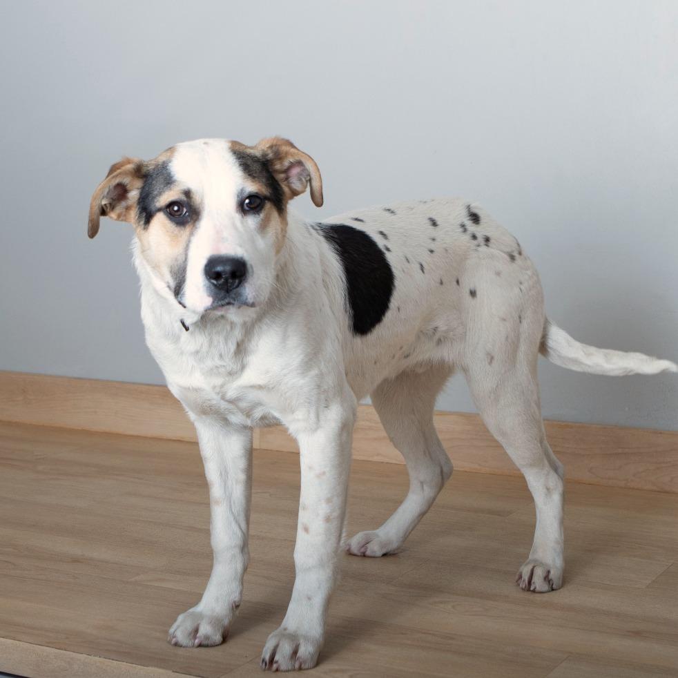 Enlarge Patriot D68155, a Adoptable mixed breed in Minnetonka, MN image 2/6