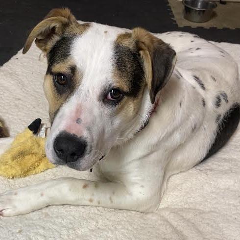 Enlarge Patriot D68155, a Adoptable mixed breed in Minnetonka, MN image 1/6