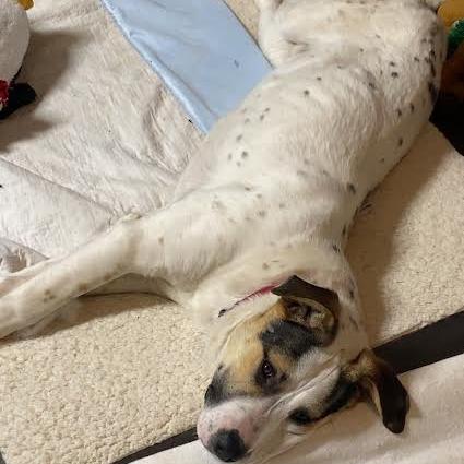 Enlarge Patriot D68155, a Adoptable mixed breed in Minnetonka, MN image 3/6