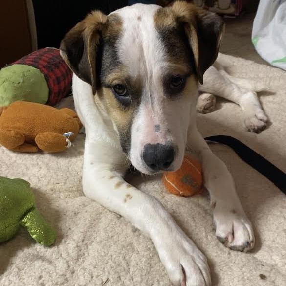 Enlarge Patriot D68155, a Adoptable mixed breed in Minnetonka, MN image 5/6