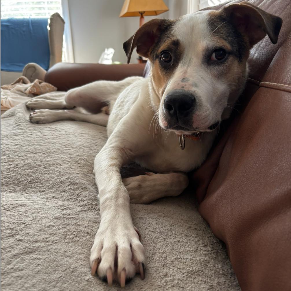 Enlarge Patriot D68155, a Adoptable mixed breed in Minnetonka, MN image 3/6