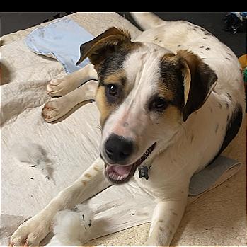 Enlarge Patriot D68155, a Adoptable mixed breed in Minnetonka, MN image 6/6