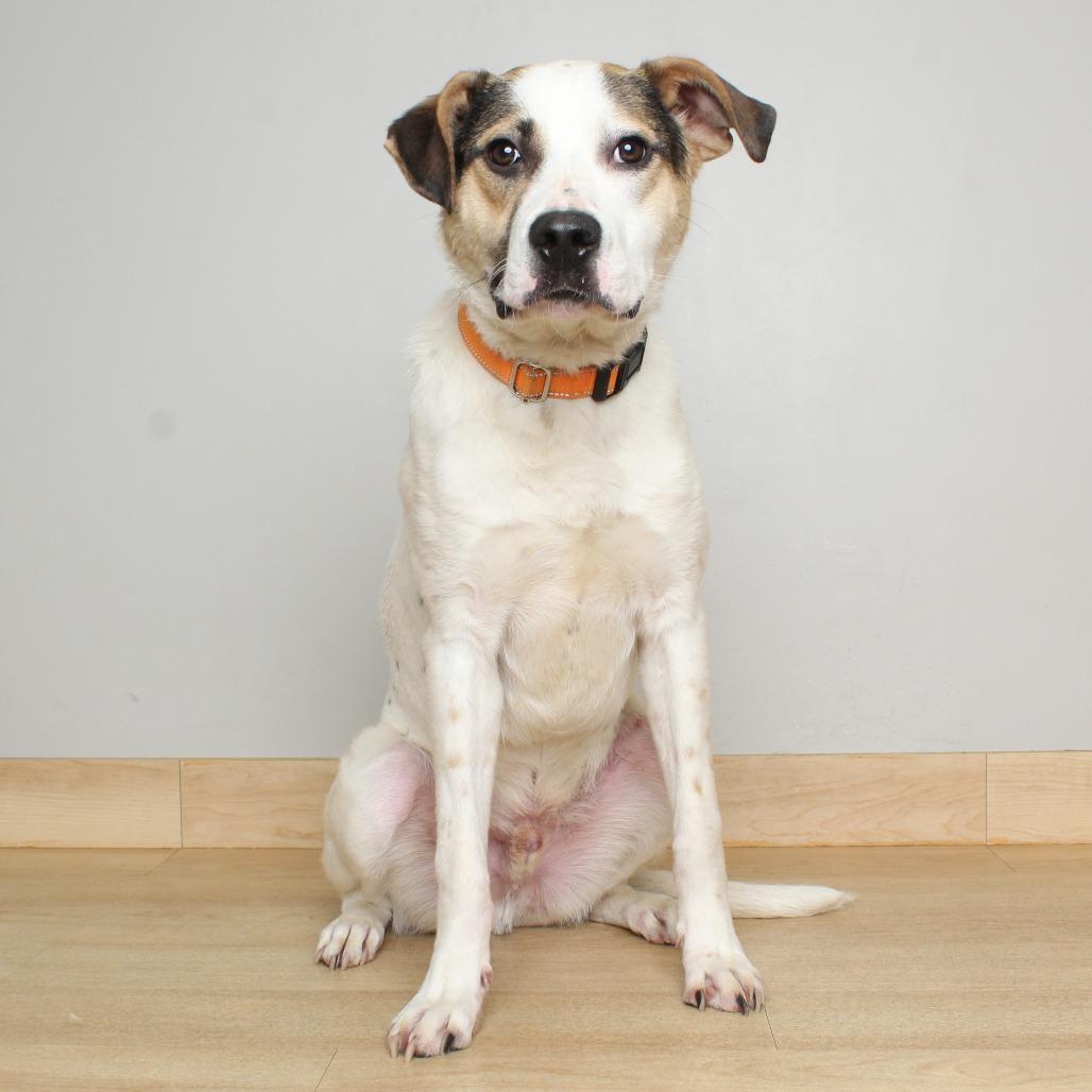 Enlarge Patriot D68155, a Adoptable mixed breed in Minnetonka, MN image 5/6