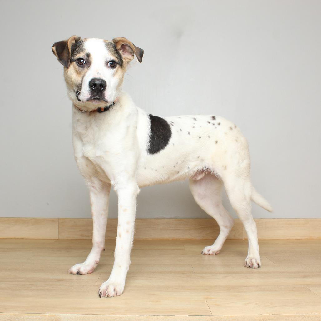 Enlarge Patriot D68155, a Adoptable mixed breed in Minnetonka, MN image 6/6