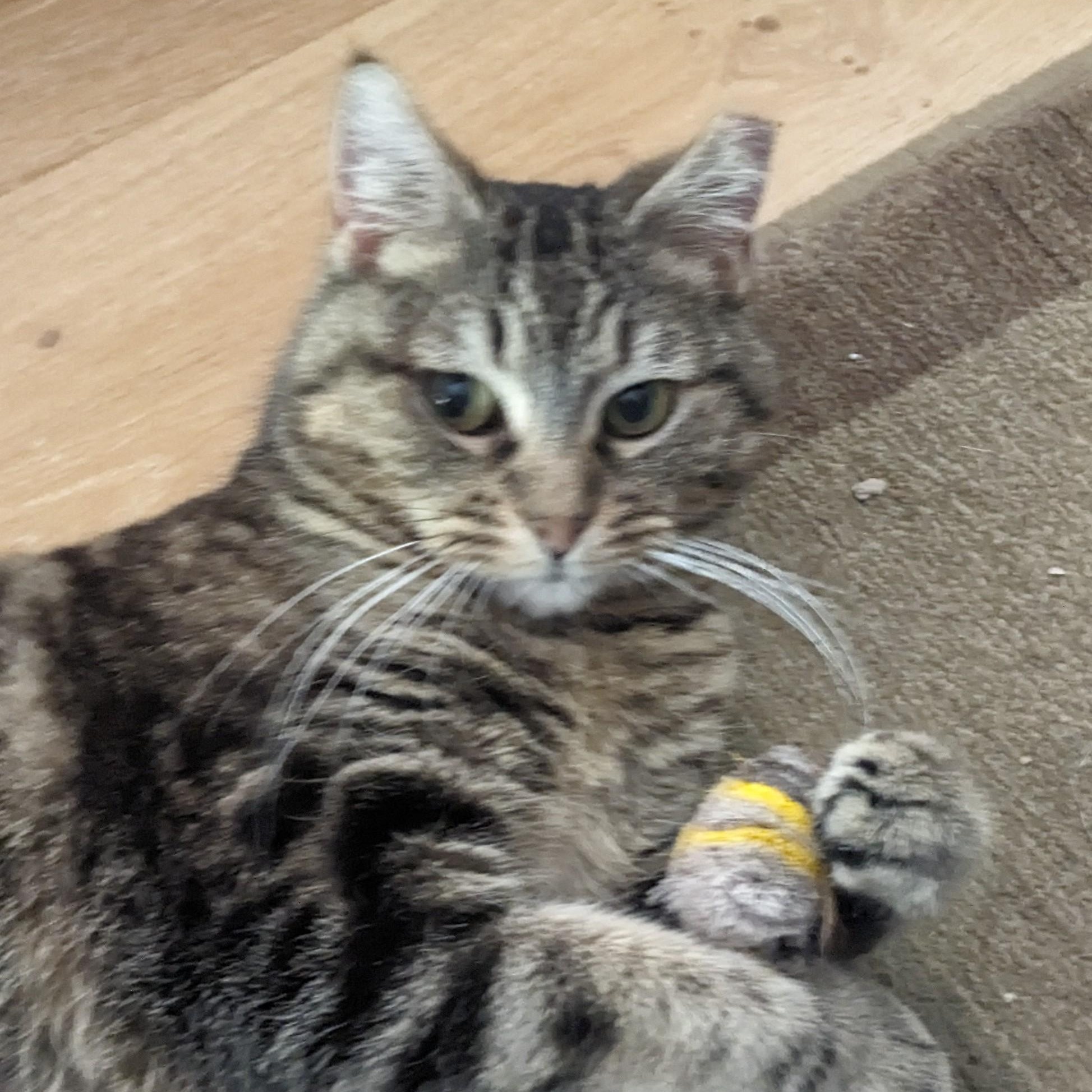 Enlarge Brindley - Courtesy Post, a Adoptable Domestic Short Hair in Waynesville, NC image 3/4