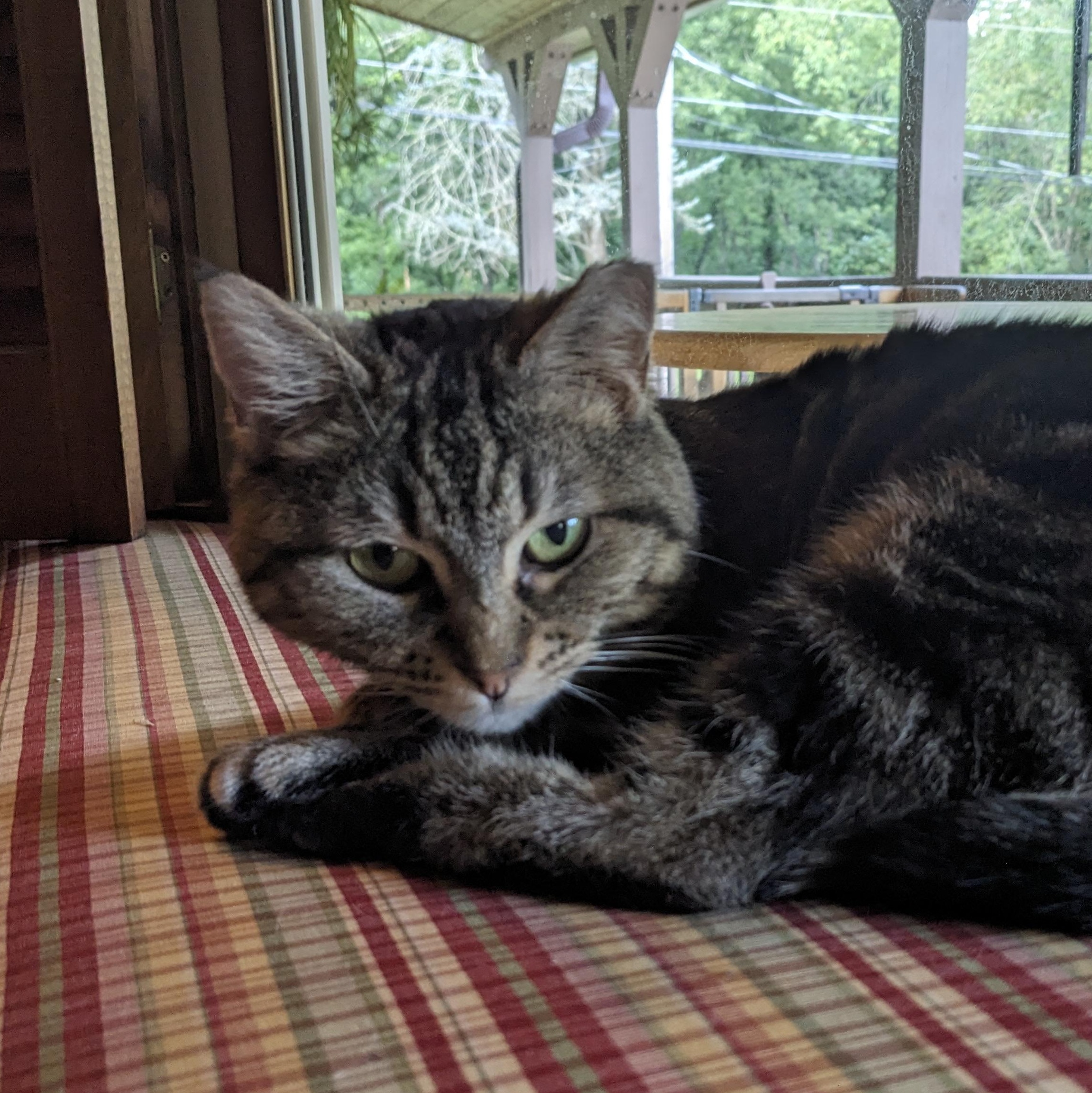 Enlarge Brindley - Courtesy Post, a Adoptable Domestic Short Hair in Waynesville, NC image 4/4