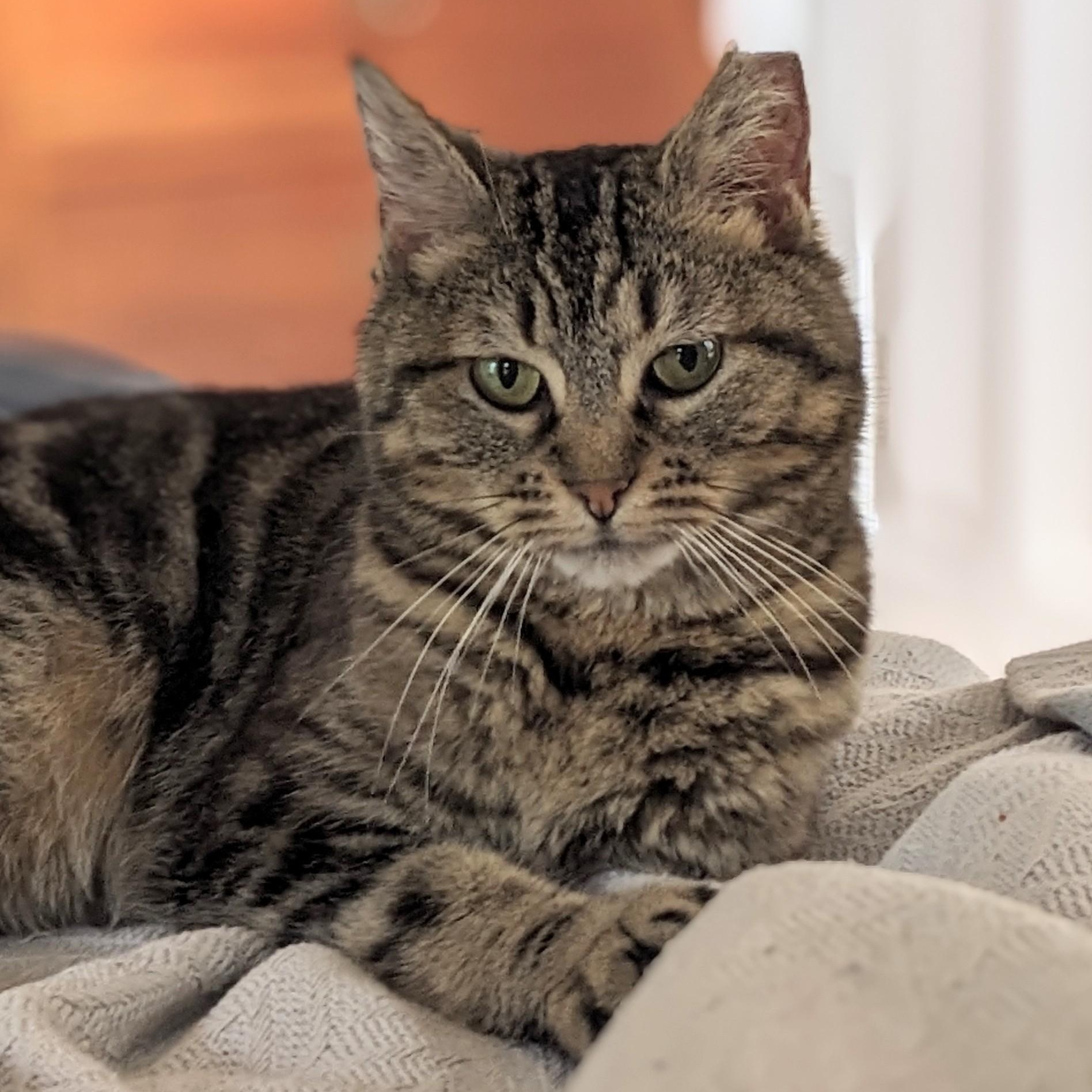 Enlarge Brindley - Courtesy Post, a Adoptable Domestic Short Hair in Waynesville, NC image 1/4