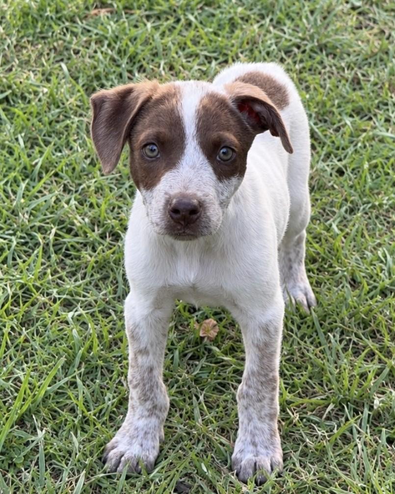 Toby Lonestar, Adoptable, Puppy Male German Shorthaired Pointer.