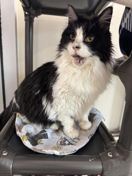 Emma, Adoptable, Adult Female Domestic Long Hair.