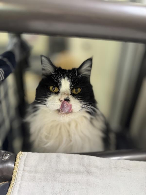 Enlarge Emma, a Adoptable mixed breed in Santa Rosa, CA image 3/6