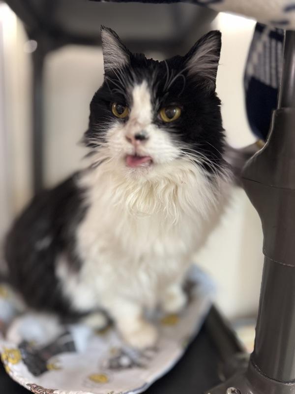 Enlarge Emma, a Adoptable mixed breed in Santa Rosa, CA image 4/6