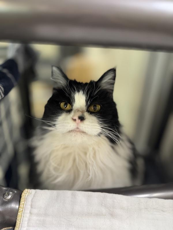 Enlarge Emma, a Adoptable mixed breed in Santa Rosa, CA image 5/6