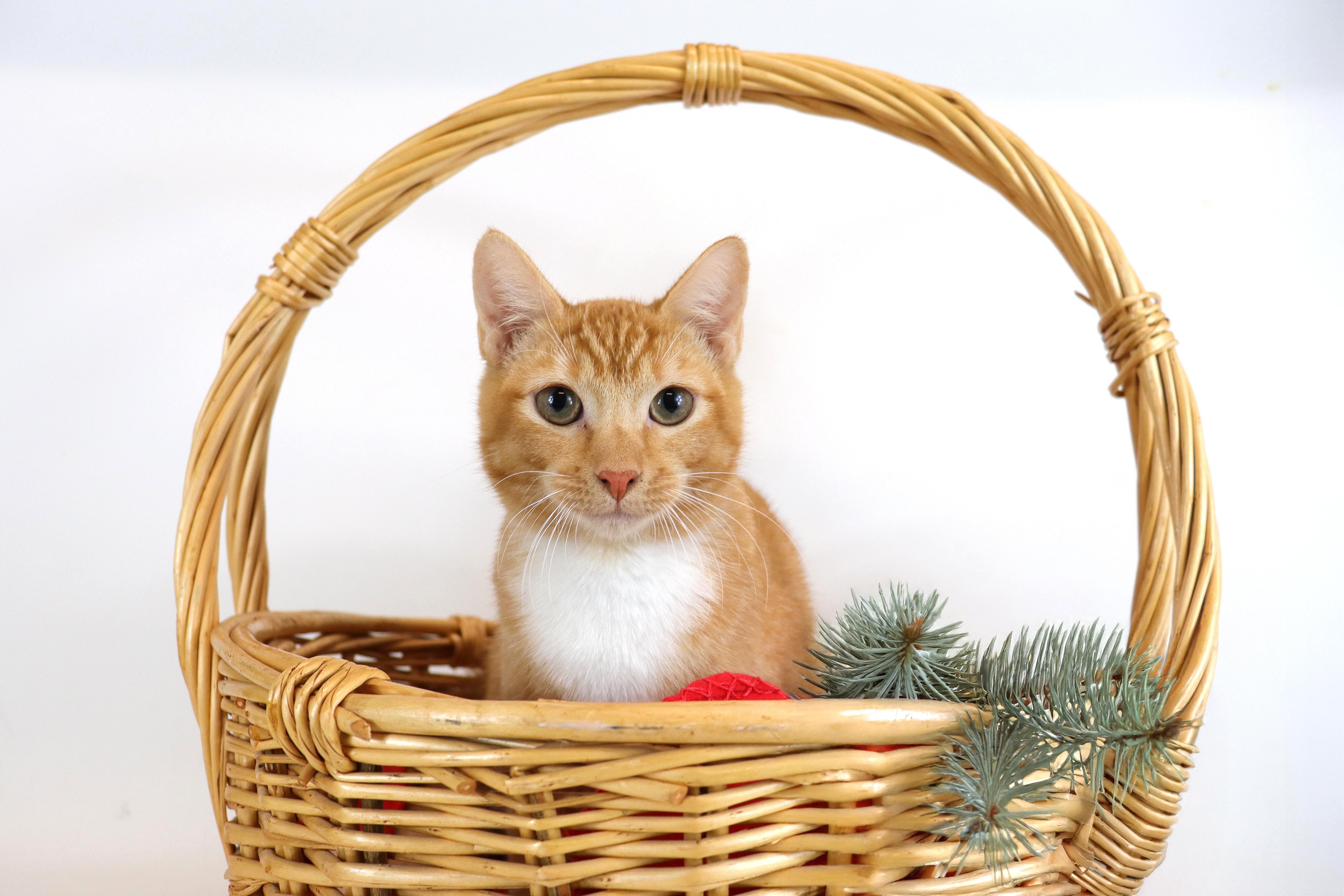 Enlarge Luka, an adopted Domestic Short Hair in Clovis, CA image 1/1