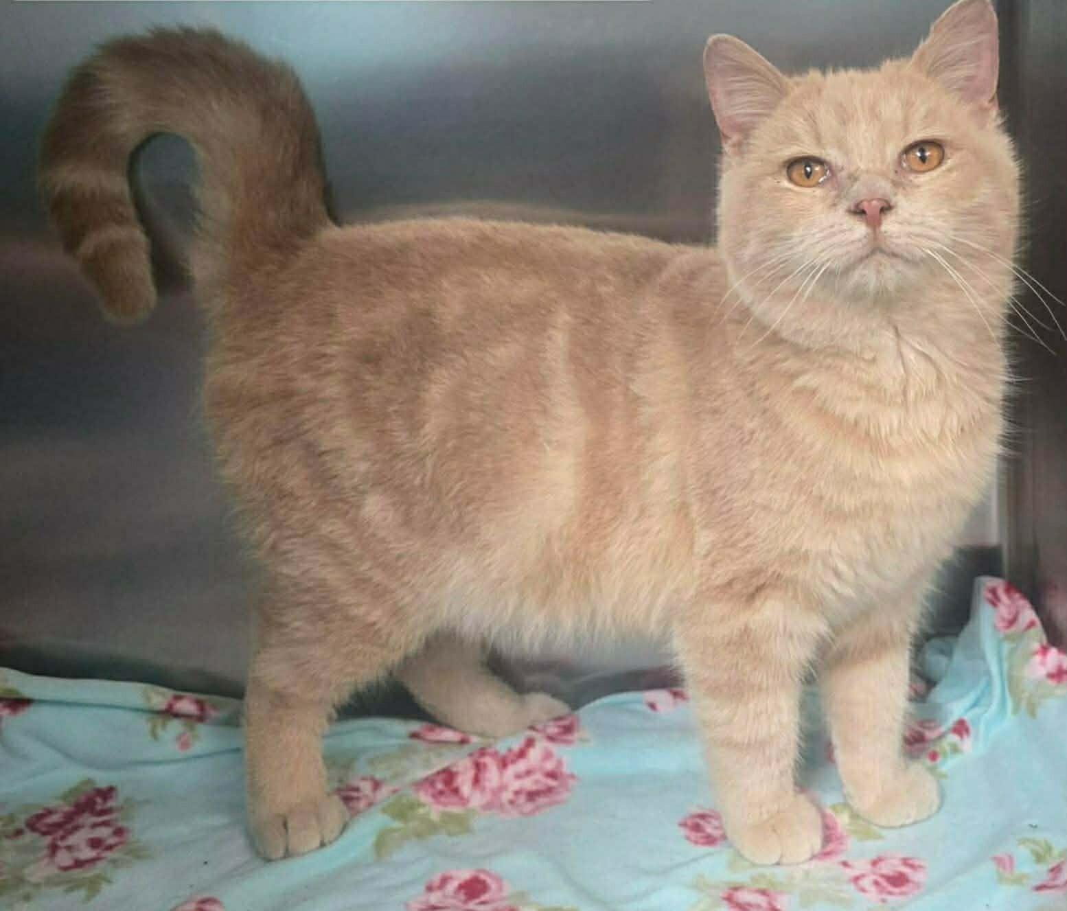 Tater Salad, Adoptable, Young Male Domestic Medium Hair.