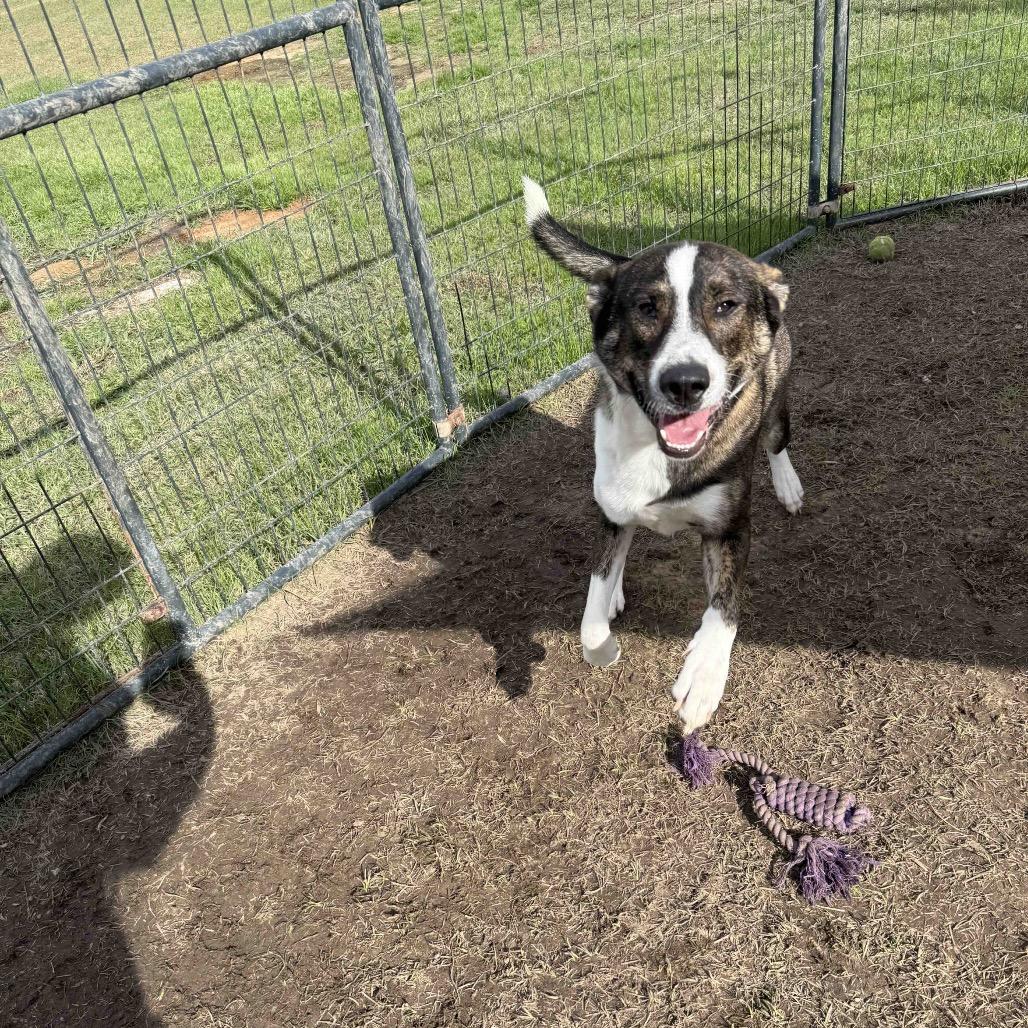 Lieutenant, Adoptable, Young Male German Shepherd Dog & Mixed Breed.