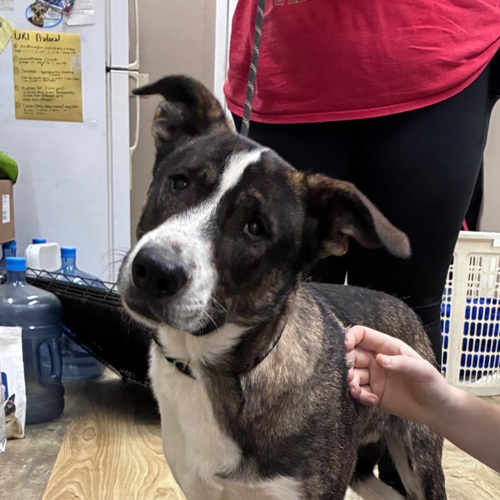 Enlarge Lieutenant, a Adoptable mixed breed in Hattiesburg, MS image 3/5