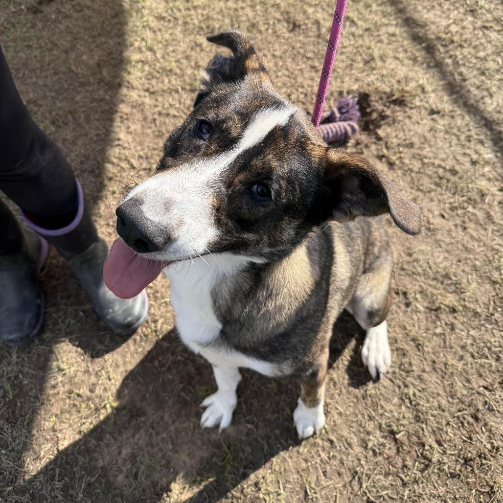 Enlarge Lieutenant, a Adoptable mixed breed in Hattiesburg, MS image 4/5