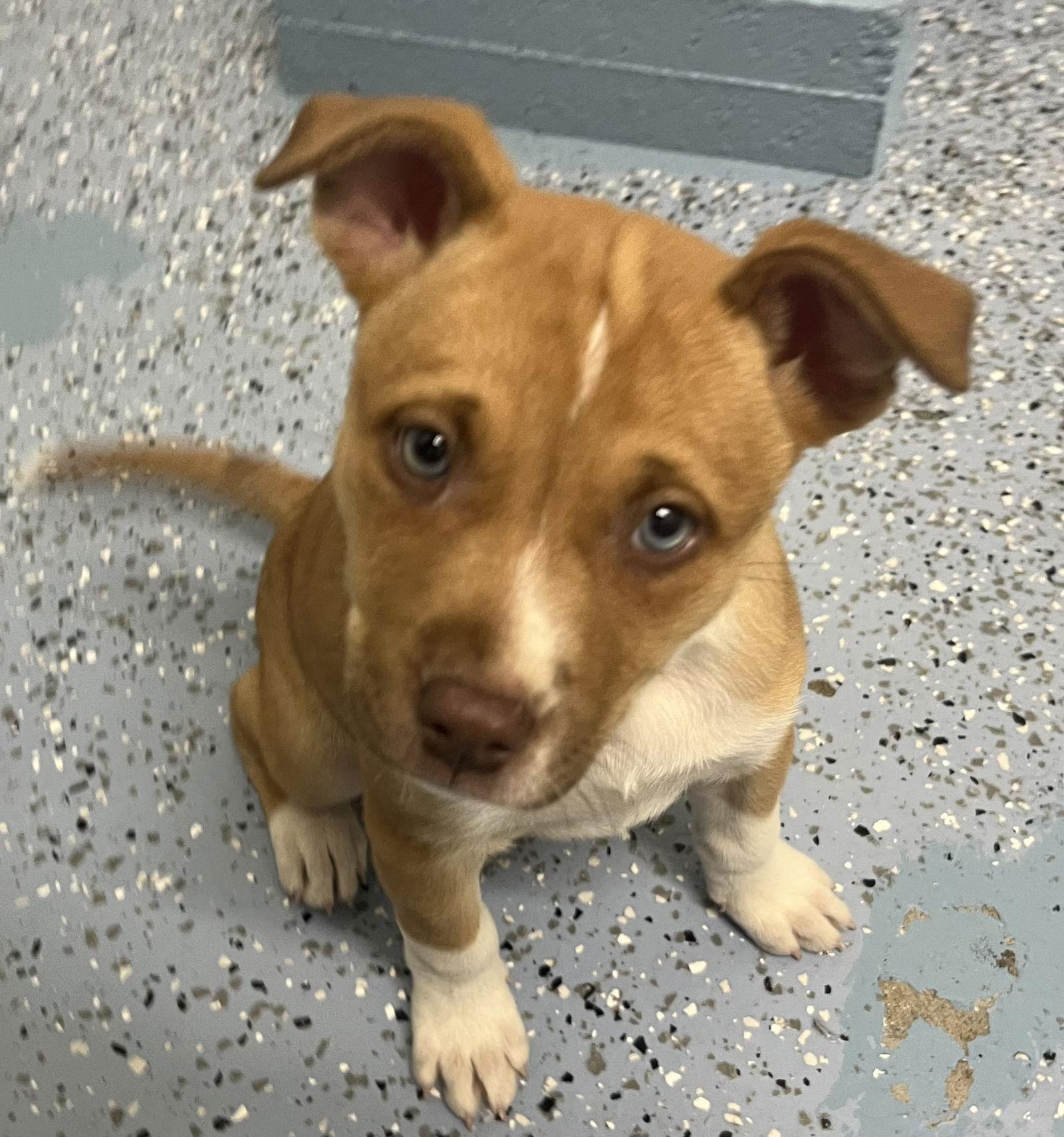 Thelma, Adopted, Puppy Female Mixed Breed.