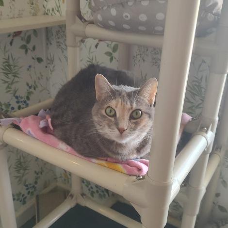 Daisy, a Adoptable Domestic Short Hair in Tanner, AL image 1/4