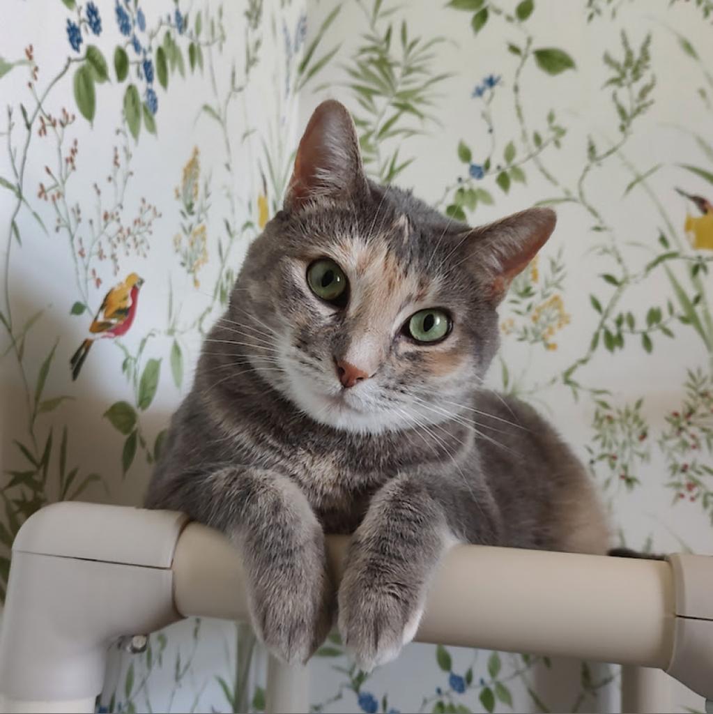 Daisy, a Adoptable Domestic Short Hair in Tanner, AL image 2/4