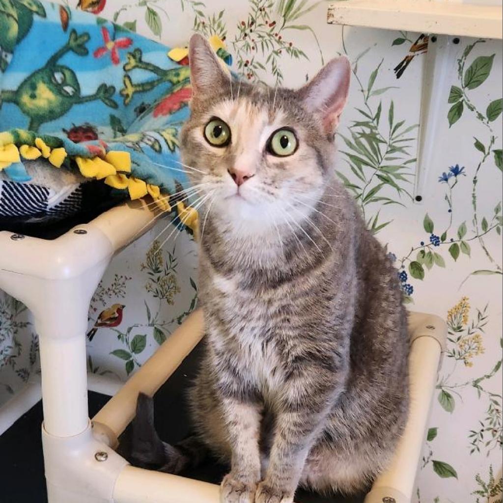 Daisy, a Adoptable Domestic Short Hair in Tanner, AL image 3/4